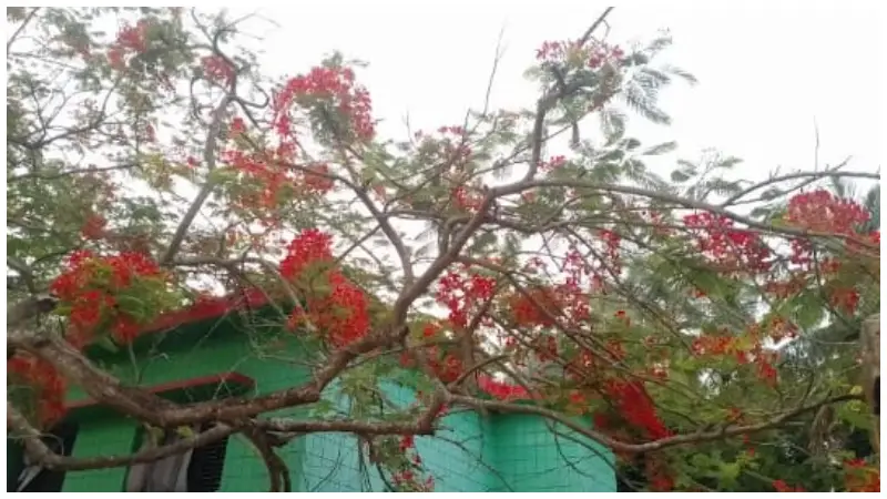 শ্যামনগরের পথে পথে কৃষ্ণচূড়া, নীরবেই বলে যায় টিকে থাকার গল্প শ্যামনগরের পথে পথে কৃষ্ণচূড়া, নীরবেই বলে যায় টিকে থাকার গল্প