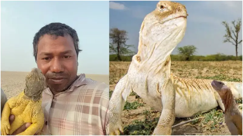 সান্ডা একটি নির্দিষ্ট প্রাণীর নাম নয় সান্ডা একটি নির্দিষ্ট প্রাণীর নাম নয়