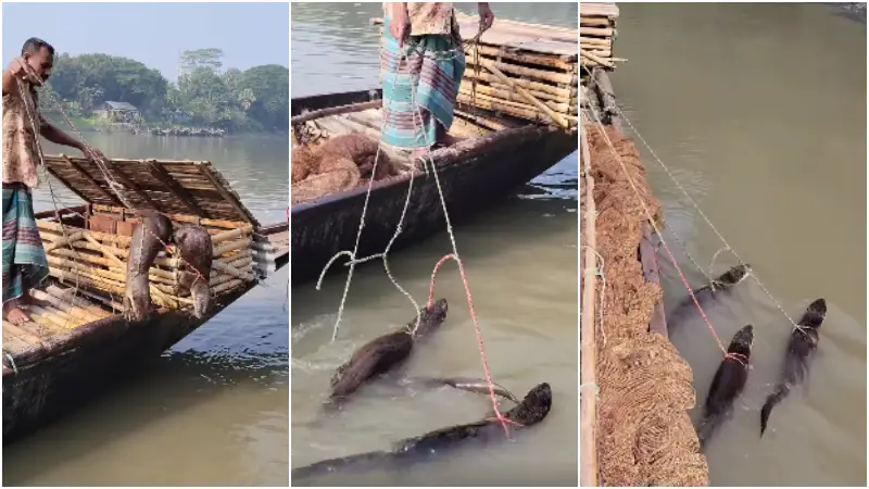 ভোঁদড় দিয়ে মাছ শিকার: দেড় হাজার বছরের ঐতিহ্য টিকে আছে যে গ্রামে ভোঁদড় দিয়ে মাছ শিকার: দেড় হাজার বছরের ঐতিহ্য টিকে আছে যে গ্রামে