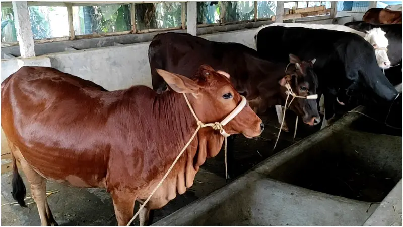 পটুয়াখালীতে কোরবানির জন্য প্রস্তুত ১ লাখ ৩৩ হাজার পশু পটুয়াখালীতে কোরবানির জন্য প্রস্তুত ১ লাখ ৩৩ হাজার পশু