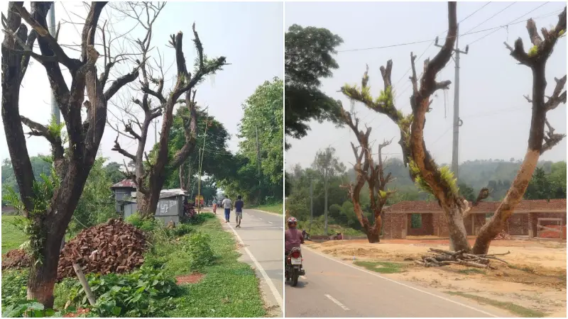 খাগড়াছড়িতে গাছ হত্যার অভিনব কৌশল: ছাল তুলে ধ্বংস! খাগড়াছড়িতে গাছ হত্যার অভিনব কৌশল: ছাল তুলে ধ্বংস!