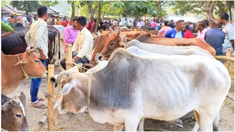 উত্তরাঞ্চলের ২৯৫টি হাটে গরুর ছড়াছড়ি, নিস্প্রাণ বেচাবিক্রি উত্তরাঞ্চলের ২৯৫টি হাটে গরুর ছড়াছড়ি, নিস্প্রাণ বেচাবিক্রি