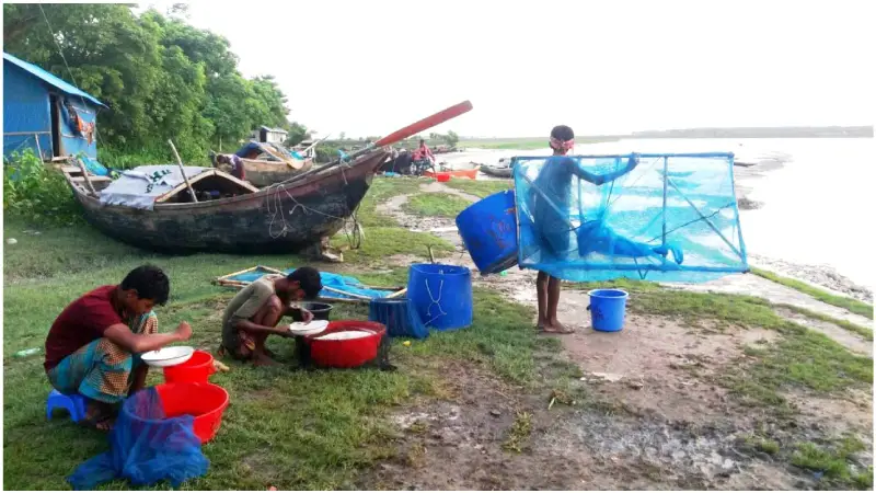 মীরসরাই উপকূলে অবাধে চিংড়ির রেণু আহরণ, হুমকিতে জলজ জীববৈচিত্র্য মীরসরাই উপকূলে অবাধে চিংড়ির রেণু আহরণ, হুমকিতে জলজ জীববৈচিত্র্য