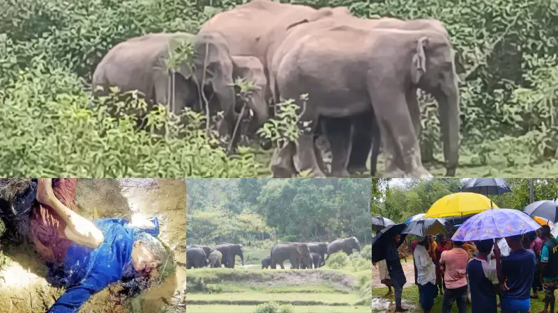 নালিতাবাড়ীতে বন্য হাতির আক্রমণে বিধবা নারীর মর্মান্তিক মৃত্যু নালিতাবাড়ীতে বন্য হাতির আক্রমণে বিধবা নারীর মর্মান্তিক মৃত্যু