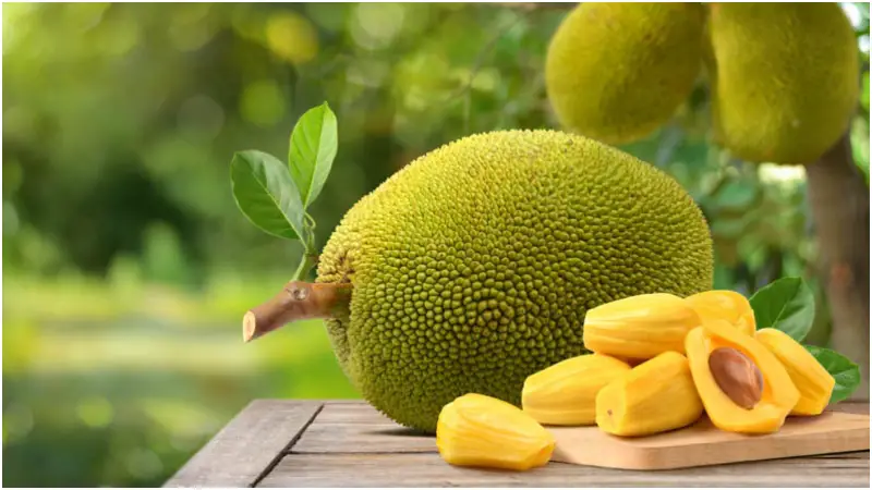 এই গরমে কাঁঠাল খাওয়ার ৬টি বড় কারণ যা আপনার অবশ্যই জানা উচিত এই গরমে কাঁঠাল খাওয়ার ৬টি বড় কারণ যা আপনার অবশ্যই জানা উচিত