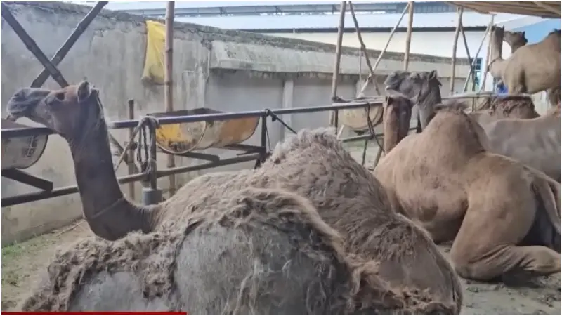 হঠাৎ মরুভূমির জাহাজের দেখা মিললো বেনাপোলে