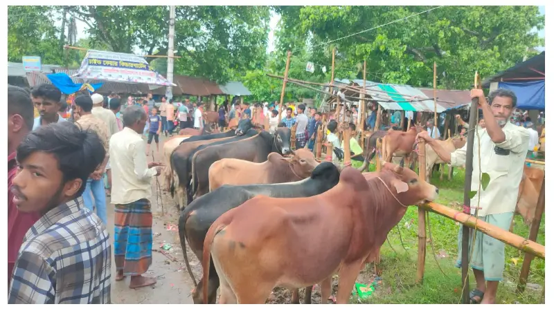 ফটিকছড়ির পশুর হাটে বৃষ্টি বাধা, গরু নিয়ে বিক্রেতাদের অপেক্ষা ফটিকছড়ির পশুর হাটে বৃষ্টি বাধা, গরু নিয়ে বিক্রেতাদের অপেক্ষা