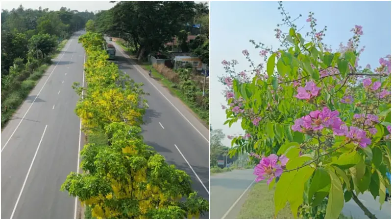 বাহারি ফুলে সেজেছে ঢাকা-চট্টগ্রাম মহাসড়ক বাহারি ফুলে সেজেছে ঢাকা-চট্টগ্রাম মহাসড়ক