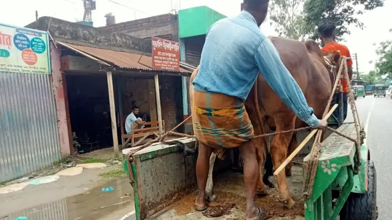 বেশি লাভের আশায় কোরবানির গরু নিয়ে রাজধানীমুখী ব্যাপারীরা বেশি লাভের আশায় কোরবানির গরু নিয়ে রাজধানীমুখী ব্যাপারীরা