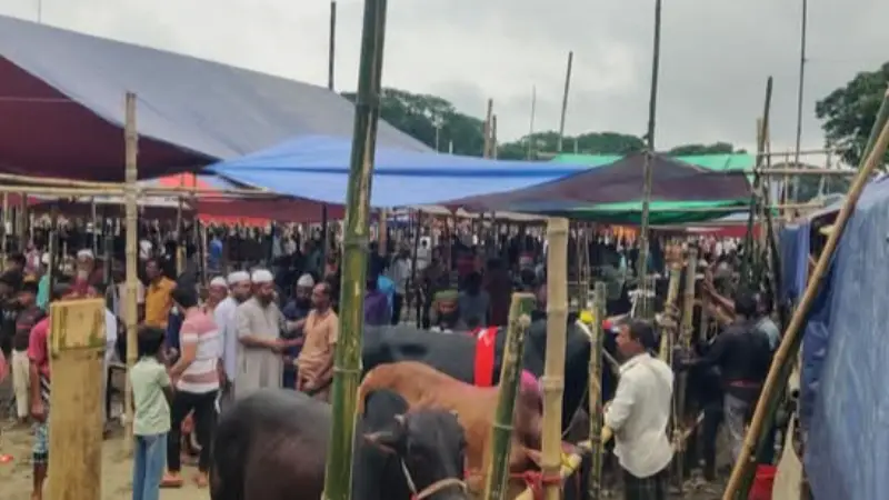 মুকসুদপুরে শেষ মুহূর্তে জমে উঠেছে বনগ্রাম বাজারের পশুর হাট 
