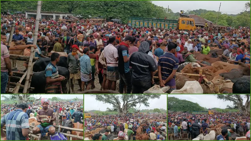চুয়াডাঙ্গায় জমে উঠেছে পশুর হাট, পরিদর্শনে ডিসি-এসপি চুয়াডাঙ্গায় জমে উঠেছে পশুর হাট, পরিদর্শনে ডিসি-এসপি
