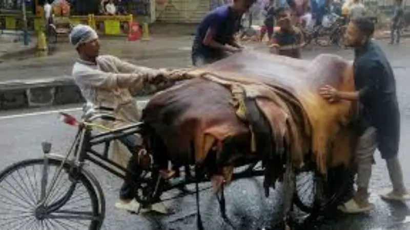 চামড়ার প্রকৃত মূল্য না পাওয়ায় হতাশ মাদ্রাসা ও সংগ্রাহকেরা চামড়ার প্রকৃত মূল্য না পাওয়ায় হতাশ মাদ্রাসা ও সংগ্রাহকেরা