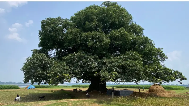 রাজশাহীতে ২০০ বছরের পুরোনো বট-পাইকর গাছ রাজশাহীতে ২০০ বছরের পুরোনো বট-পাইকর গাছ