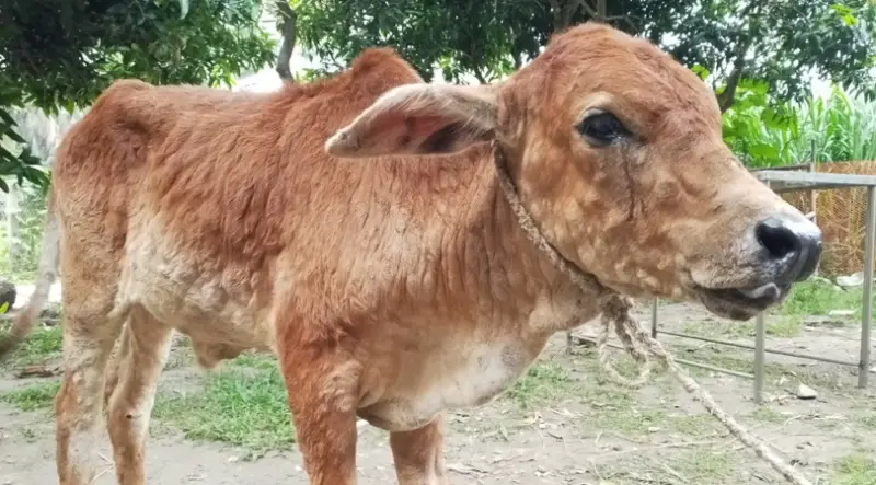 রাঙ্গাবালীতে লাম্পি স্কিন রোগে গবাদিপশুর মৃত্যু, আতঙ্কে কৃষক-খামারিরা রাঙ্গাবালীতে লাম্পি স্কিন রোগে গবাদিপশুর মৃত্যু, আতঙ্কে কৃষক-খামারিরা