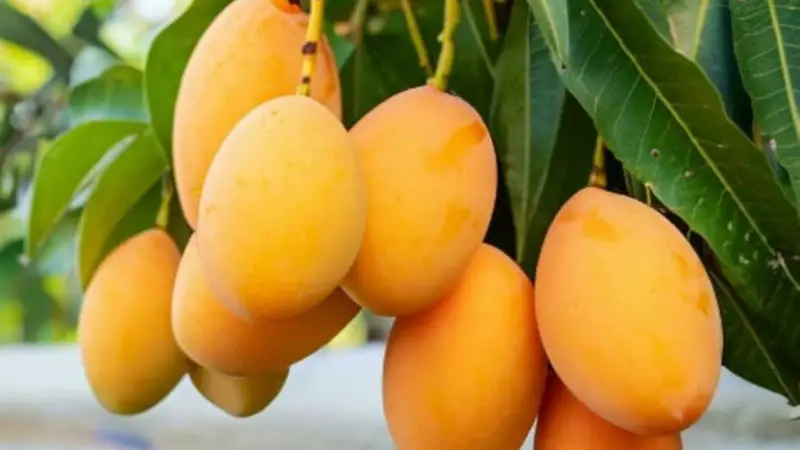 বিশ্বের সবচেয়ে শীর্ষ আম উৎপাদনকারী দেশ কোনটি? বিশ্বের সবচেয়ে শীর্ষ আম উৎপাদনকারী দেশ কোনটি?