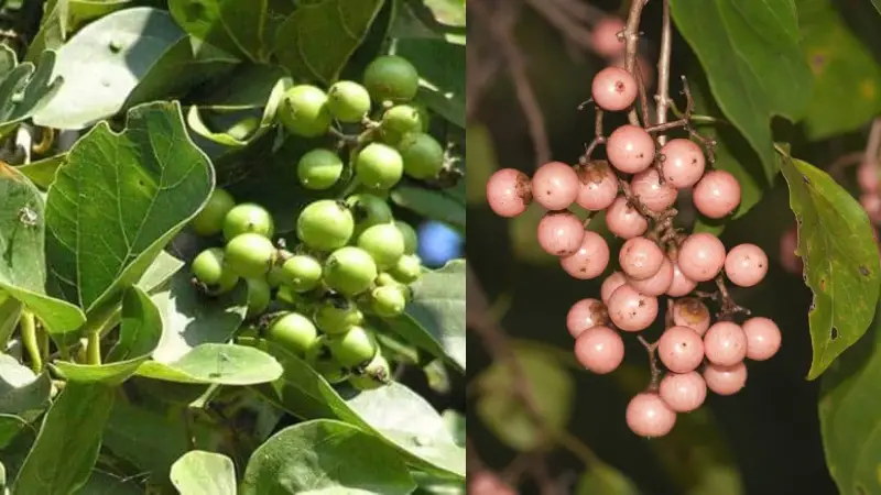 ঝিনাইগাতীতে আর চোখে পড়ে না বউলা ঝিনাইগাতীতে আর চোখে পড়ে না বউলা