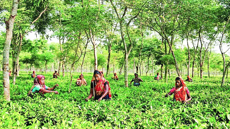 ভরা মৌসুমেও চোখে জল: পঞ্চগড়ে চায়ের পাতায় কৃষকের হাহাকার