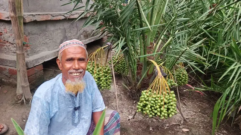 সাতক্ষীরায় কৃষিতে নতুন সম্ভাবনার বার্তা, খেজুর নার্সারিতে সবুজ স্বপ্নের চাষ সাতক্ষীরায় কৃষিতে নতুন সম্ভাবনার বার্তা, খেজুর নার্সারিতে সবুজ স্বপ্নের চাষ