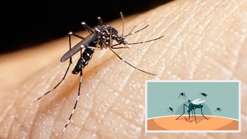 মশা কেন আপনাকেই কামড়ায়? জানুন মজার ৫টি বৈজ্ঞানিক ব্যাখ্যা মশা কেন আপনাকেই কামড়ায়? জানুন মজার ৫টি বৈজ্ঞানিক ব্যাখ্যা