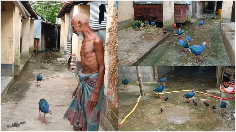 দিনে জলাশয়ে, রাতে ফারুকের ঘরে: কালিম পাখির ভালোবাসার টানে বাঁধা সংসার দিনে জলাশয়ে, রাতে ফারুকের ঘরে: কালিম পাখির ভালোবাসার টানে বাঁধা সংসার