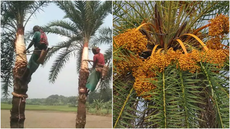 আমাদের নিজস্ব প্রাচীন সম্পদ ‘দেশি খেজুর’: পুষ্টি, উৎসব ও সম্ভাবনার গল্প আমাদের নিজস্ব প্রাচীন সম্পদ ‘দেশি খেজুর’: পুষ্টি, উৎসব ও সম্ভাবনার গল্প