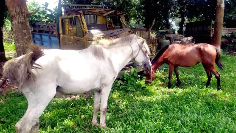 গরুর মাংস বলে ঘোড়ার মাংস বিক্রি, কসাই আটক