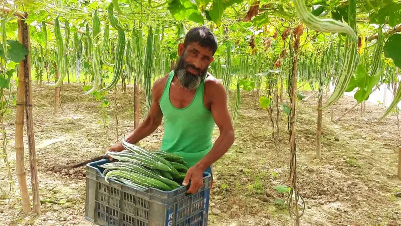 অল্প জমিতে আধুনিক পদ্ধতিতে চিচিঙ্গা চাষ, বদলে যাচ্ছে কৃষকের জীবন অল্প জমিতে আধুনিক পদ্ধতিতে চিচিঙ্গা চাষ, বদলে যাচ্ছে কৃষকের জীবন
