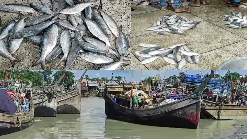 ইলিশের মৌসুমের ২৪ দিনে শত কোটি টাকার লোকসানে কলাপাড়ার জেলে-ট্রলার মালিকরা ইলিশের মৌসুমের ২৪ দিনে শত কোটি টাকার লোকসানে কলাপাড়ার জেলে-ট্রলার মালিকরা