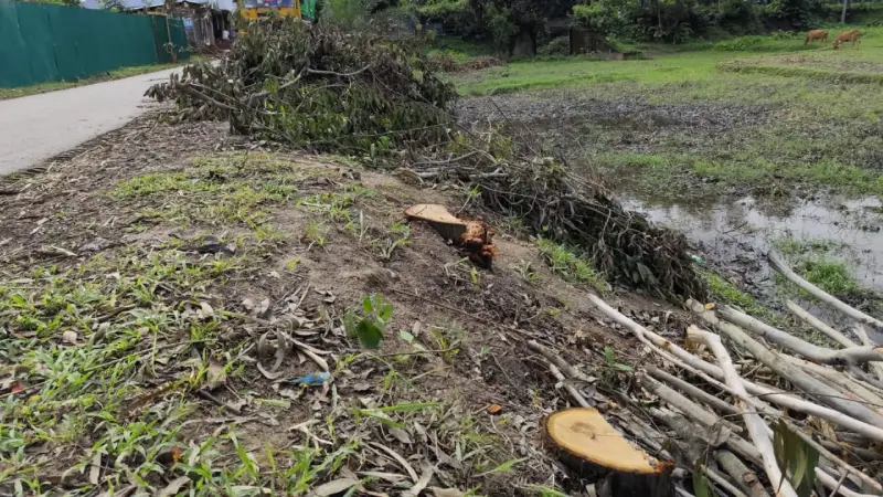 ফটিকছড়িতে সড়কের সরকারি গাছ কেটে বিক্রি করলেন প্রধান শিক্ষক ফটিকছড়িতে সড়কের সরকারি গাছ কেটে বিক্রি করলেন প্রধান শিক্ষক