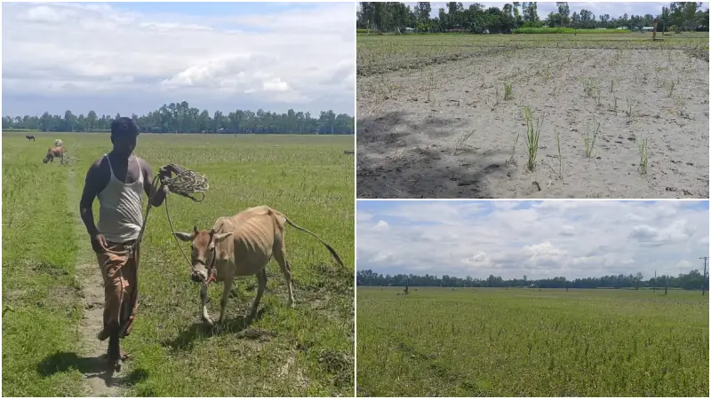 ফেটে চৌচির ফসলের মাঠ, আষাঢ়েও বৃষ্টির প্রতীক্ষায় ফুলবাড়ীর কৃষকরা ফেটে চৌচির ফসলের মাঠ, আষাঢ়েও বৃষ্টির প্রতীক্ষায় ফুলবাড়ীর কৃষকরা