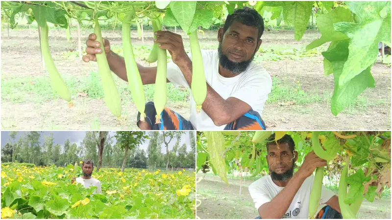 উলিপুরে কদোয়া চাষে স্বাবলম্বী হওয়ার স্বপ্ন দেখছেন কৃষকেরা উলিপুরে কদোয়া চাষে স্বাবলম্বী হওয়ার স্বপ্ন দেখছেন কৃষকেরা