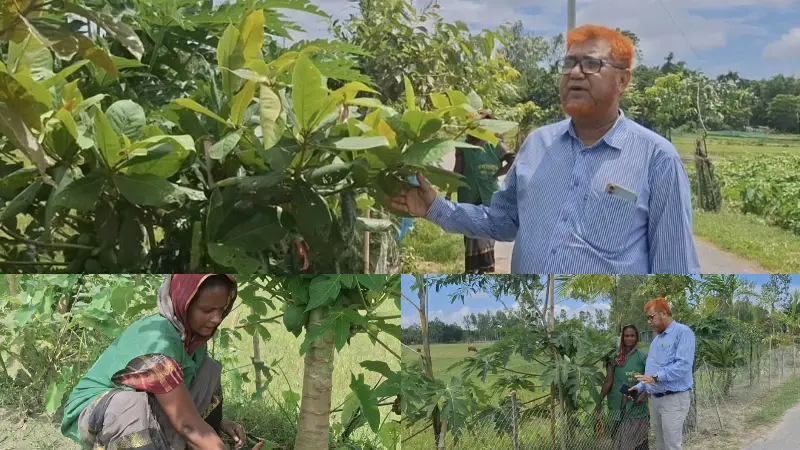 ভূরুঙ্গামারীতে সীমান্ত সড়কে শোভা পাচ্ছে সামাজিক বনায়ন ভূরুঙ্গামারীতে সীমান্ত সড়কে শোভা পাচ্ছে সামাজিক বনায়ন