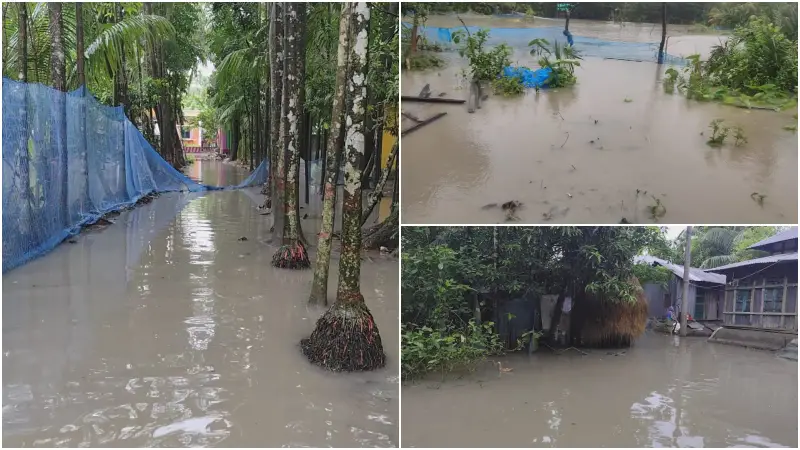 ভোলায় ৭ দিনের টানা বৃষ্টিতে ধানের বীজতলার ক্ষতি, ভেসে গেছে বহু পুকুরের ভোলায় ৭ দিনের টানা বৃষ্টিতে ধানের বীজতলার ক্ষতি, ভেসে গেছে বহু পুকুরের