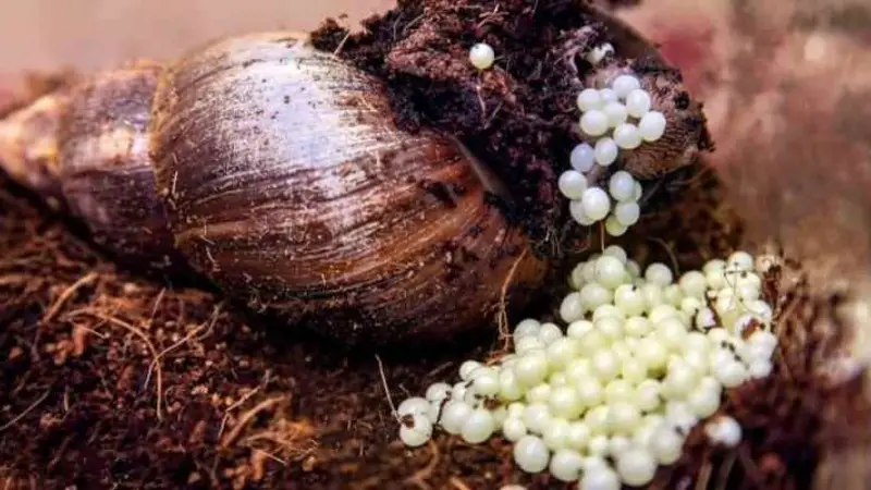 রাসায়নিক সার ও খাল-বিল ভরাটে বিপন্ন শামুকের অস্তিত্ব রাসায়নিক সার ও খাল-বিল ভরাটে বিপন্ন শামুকের অস্তিত্ব