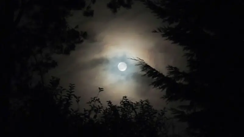 রাতবিলাসী