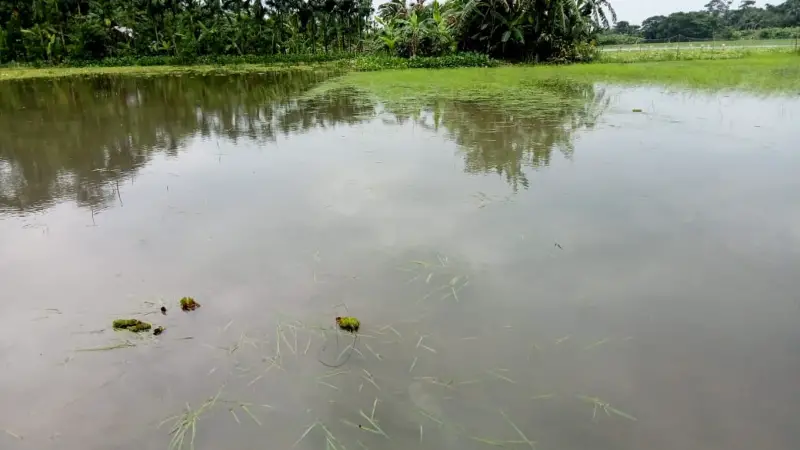 জোয়ারের পানি আটকে আমনের বীজতলা নষ্ট, কৃষকের হাহাকার জোয়ারের পানি আটকে আমনের বীজতলা নষ্ট, কৃষকের হাহাকার