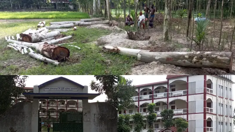 মাদ্রাসার লাখ টাকার গাছ সাবাড়, নেই অনুমতি বা নিলামের প্রক্রিয়া
