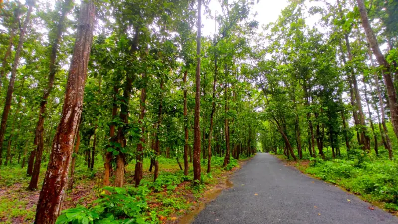 শেরপুরে গজারী বাগান ঘিরে পর্যটনের অপার সম্ভাবনা