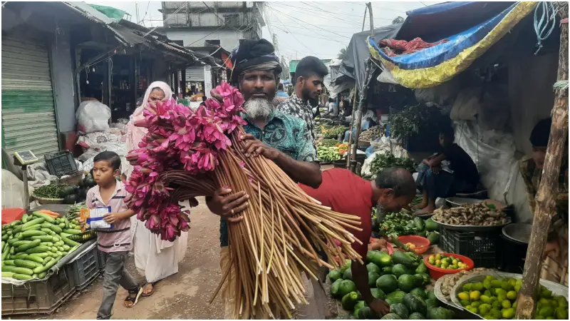 শাপলাই যখন জীবিকার একমাত্র ভরসা শাপলাই যখন জীবিকার একমাত্র ভরসা