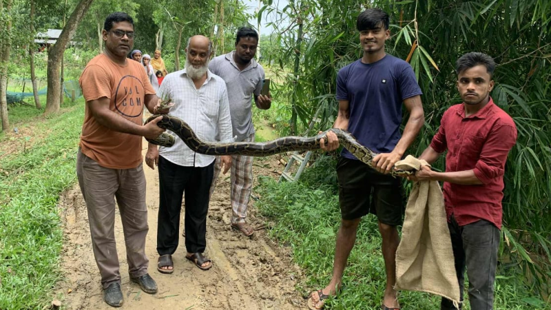 শ্রীমঙ্গলে হাঁস-মুরগি খেয়ে আতঙ্ক সৃষ্টি করা বিশাল অজগর সাপ উদ্ধার