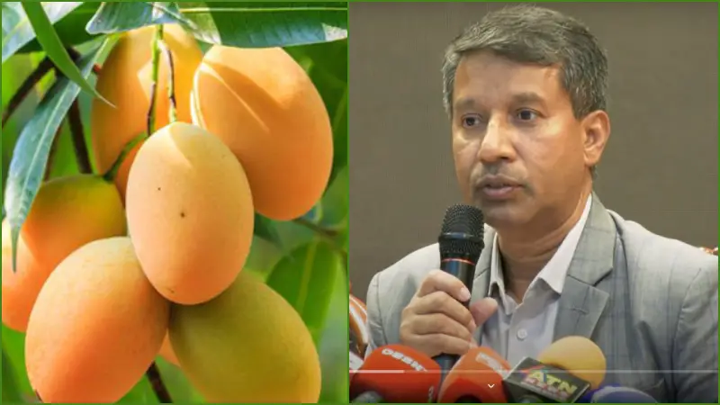 বাংলাদেশি আম যাচ্ছে চীনে, রপ্তানির নতুন দিগন্ত বাংলাদেশি আম যাচ্ছে চীনে, রপ্তানির নতুন দিগন্ত