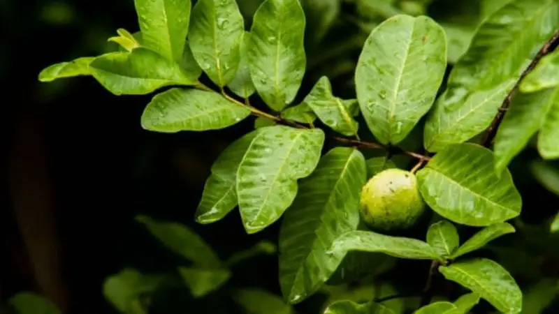 চড়া দামে বিক্রি হচ্ছে পেয়ারার পাতা ,জানুন এর কারণ ও উপকারিতা চড়া দামে বিক্রি হচ্ছে পেয়ারার পাতা ,জানুন এর কারণ ও উপকারিতা