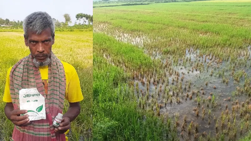ভুল ওষুধে ধান নষ্ট, পথে বসার শঙ্কায় মানিকগঞ্জের এক বর্গাচাষি ভুল ওষুধে ধান নষ্ট, পথে বসার শঙ্কায় মানিকগঞ্জের এক বর্গাচাষি