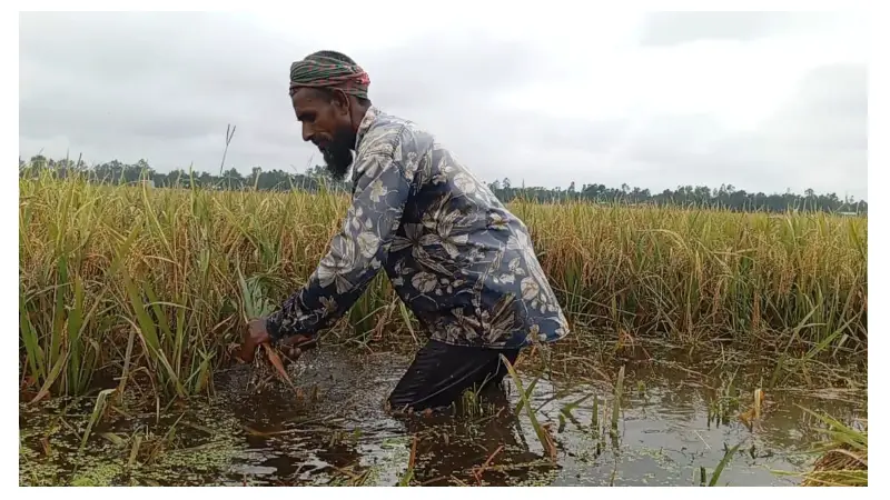 ধান নিয়ে বিপাকে কৃষক ধান নিয়ে বিপাকে কৃষক