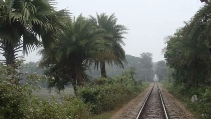 রেলপথের ধারে খেজুর চাষ;চিনি শিল্পের নতুন সম্ভবনা রেলপথের ধারে খেজুর চাষ;চিনি শিল্পের নতুন সম্ভবনা