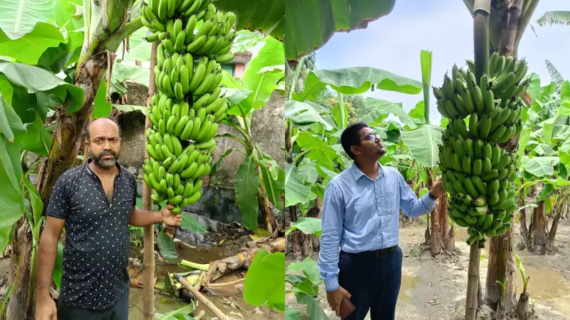 নবীনগরে কৃষকদের আশা জাগাচ্ছে জি-নাইন কলা নবীনগরে কৃষকদের আশা জাগাচ্ছে জি-নাইন কলা