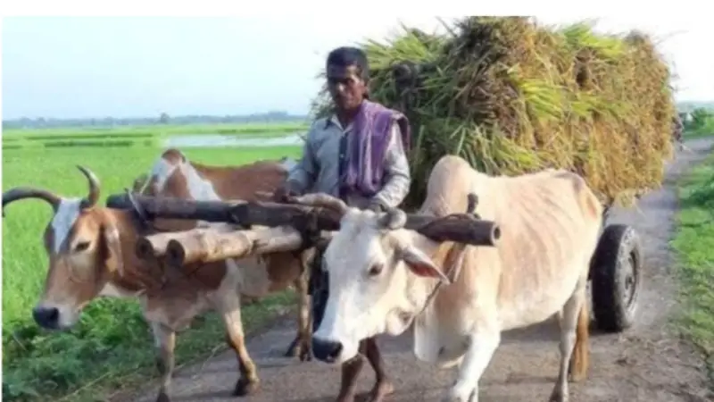 গরুর গাড়ি ও গাড়িয়াল পেশা এখন রূপকথার গল্প! গরুর গাড়ি ও গাড়িয়াল পেশা এখন রূপকথার গল্প!