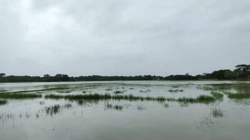 ভারী বৃষ্টিতে আমতলীতে জলাবদ্ধতা,পানির নিচে আউশের খেত ও আমনের বীজতলা ভারী বৃষ্টিতে আমতলীতে জলাবদ্ধতা,পানির নিচে আউশের খেত ও আমনের বীজতলা