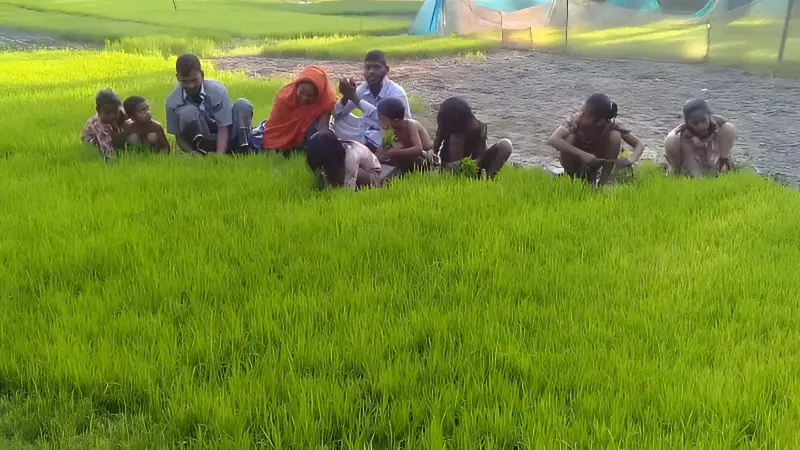 ব্রি ধান-১০৩ নিয়ে কুমিল্লায় কৃষি বিপ্লব, মাঠে মাঠে বীজের চাহিদা তুঙ্গে ব্রি ধান-১০৩ নিয়ে কুমিল্লায় কৃষি বিপ্লব, মাঠে মাঠে বীজের চাহিদা তুঙ্গে