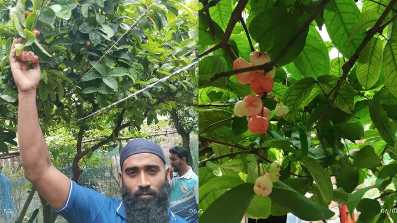 সঠিক পরামর্শের অভাবে পথে বসেছেন আঙুর চাষী সাব্বির 